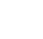 colombe-avm-blanc